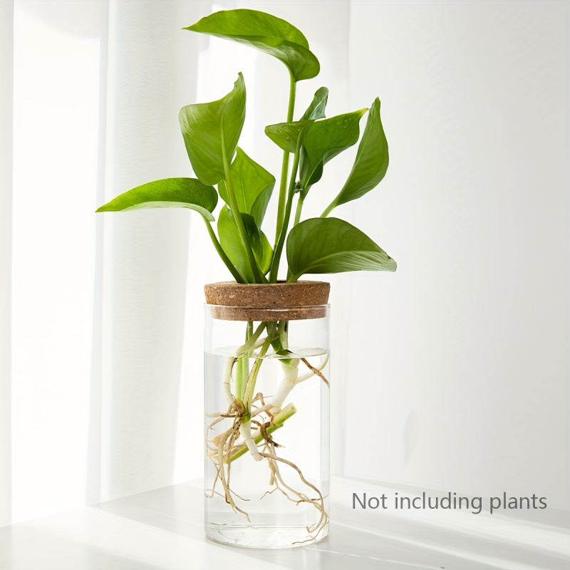 1ชิ้น, ไฮโดรโปนิกส์พืชแจกันปลู - Plant Growth Regulator บทวิจารณ์และราคา