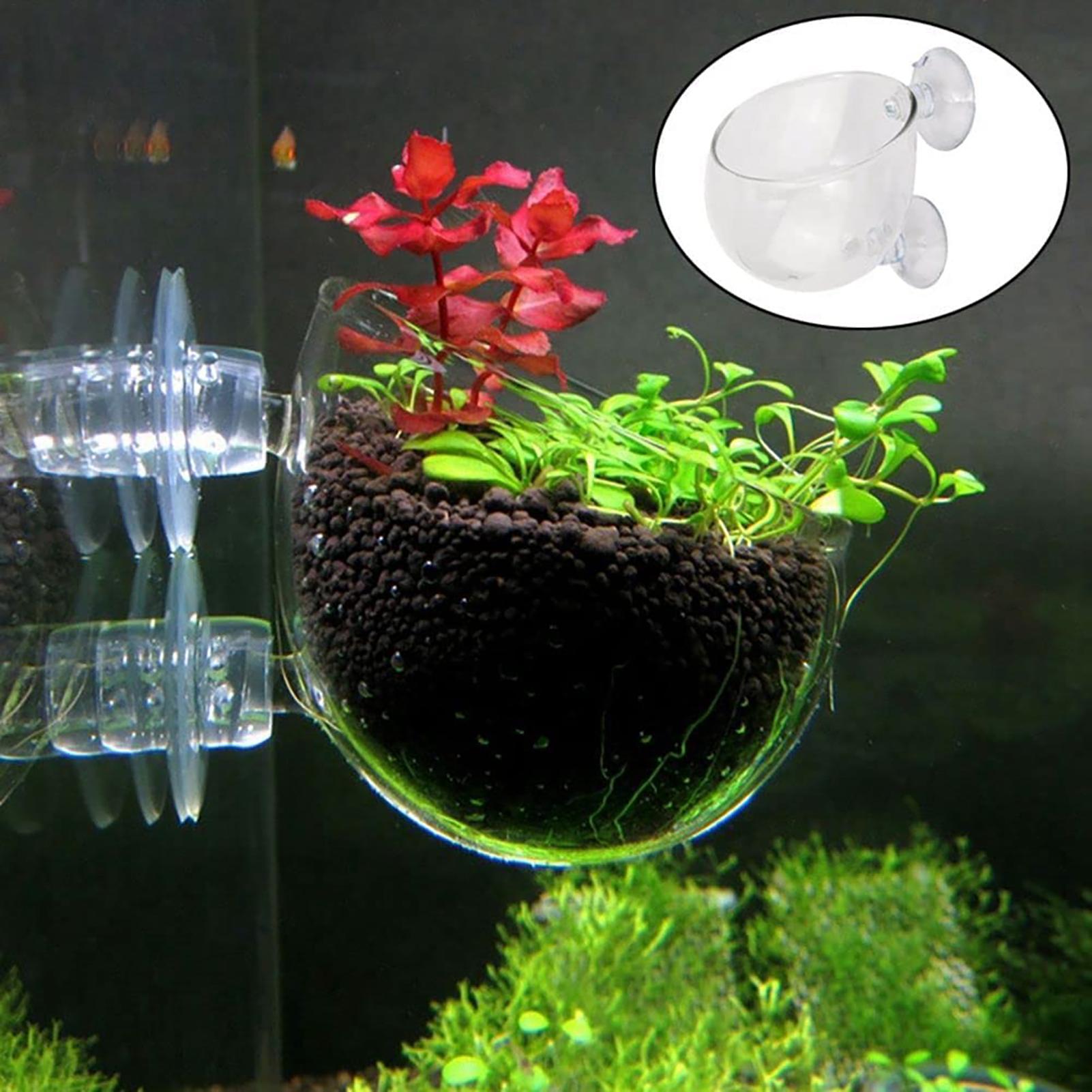 กระถางปลูกพืชน้ำอะคริลิกใสพร้อ - Plant Growth Regulator บทวิจารณ์และราคา