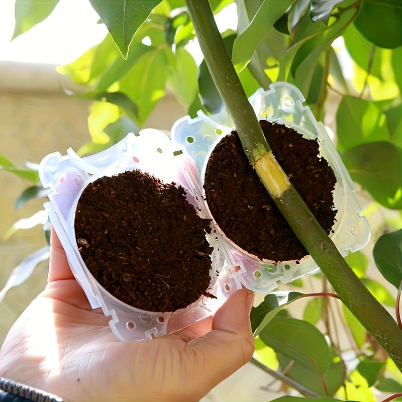 ชุดกล่องเพาะพันธุ์พืช 10 ชิ้น  - Plant Growth Regulator บทวิจารณ์และราคา